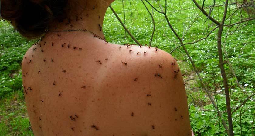 Serangan semut
