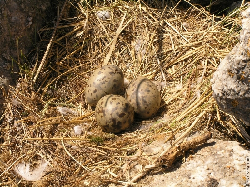 Gull eggs have a specific smell