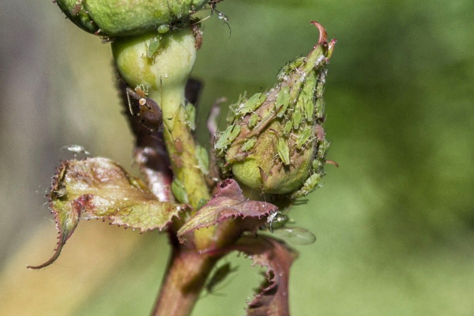 Pests on roses