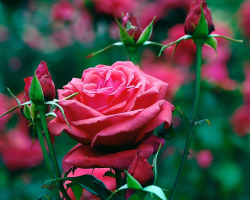 Vrtnice - Nega, top preliv, obrezovanje, predelava bolezni in škodljivcev po zimi spomladi. Kako posaditi vrtnico spomladi v tleh ali presaditi na drugo mesto?