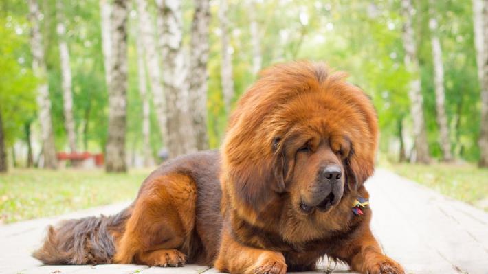 Tibetan Mastiff: Cel mai inteligent și devotat câine