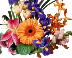 De beaux bouquets de fleurs de blanc, bleu, rouge, jaune, iris violet de vos propres mains: Photo. Iris Flower - Signification, symbole