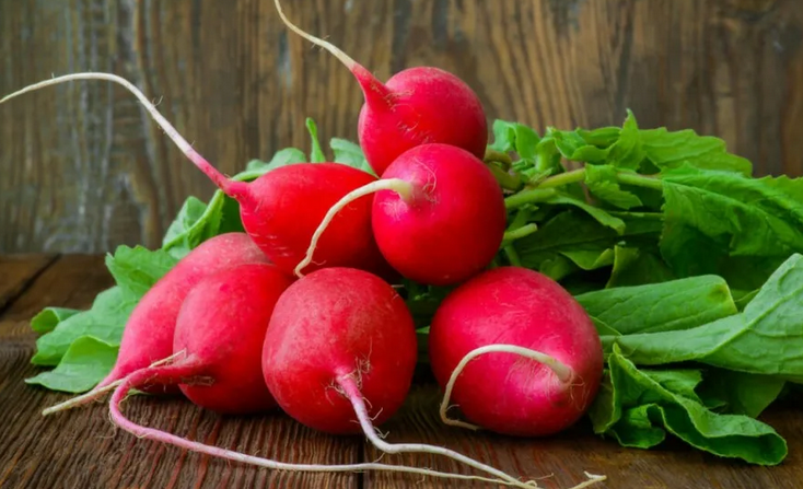 Red Redish - Sayuran Sehat untuk Aquarius