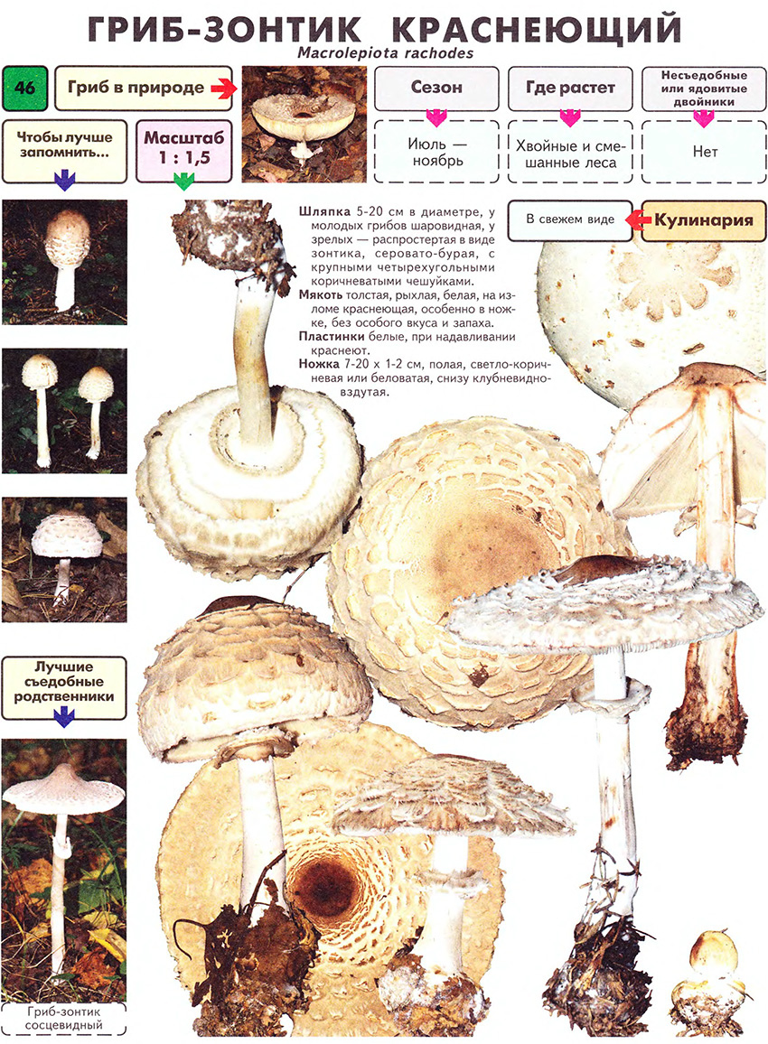 Грибы как отличить съедобные грибы от несъедобных с фото