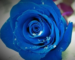 ¿Qué significan las rosas azules como regalo para una niña? El valor general de las rosas azules y azules en el idioma de las flores