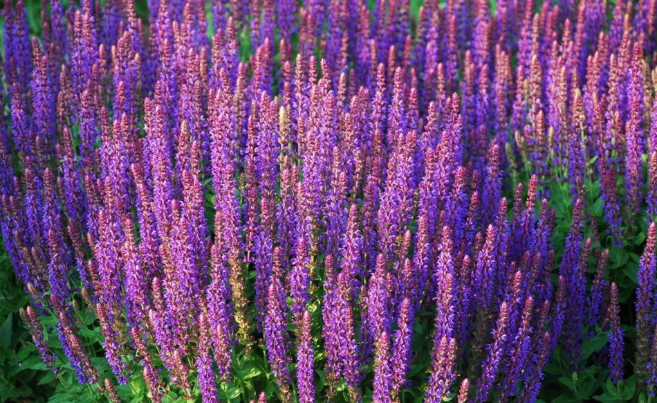 Sage - Une plante incroyablement aromatique avec des phytoestrogènes