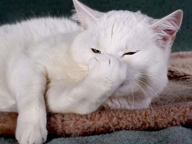 Кот или кошка чихает: причина, что делать, как предотвратить чихание у кошек?