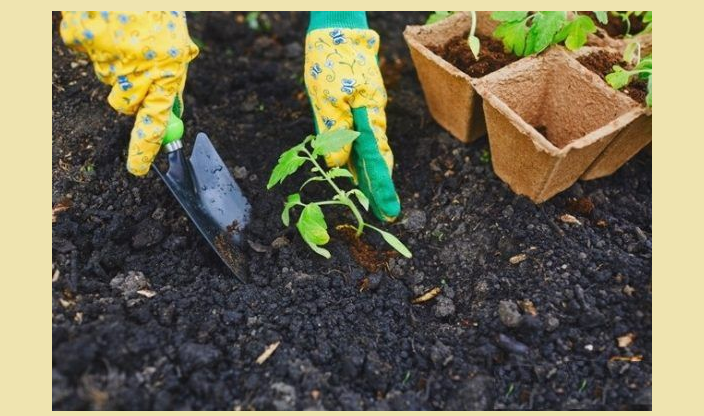 Zasaditev rožmarina za gojenje na odprtem tleh