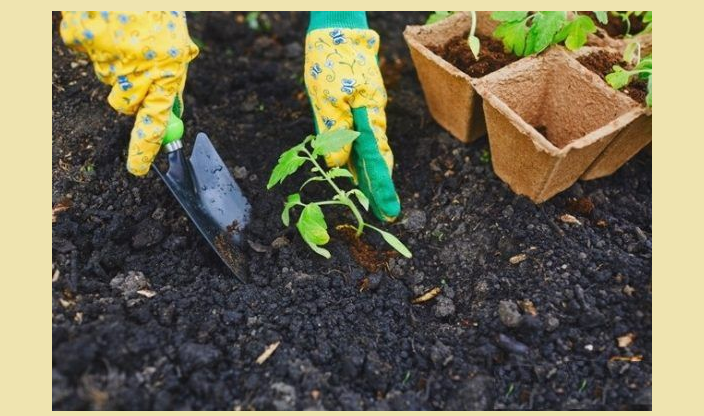 Rosemary planting for growing in open ground