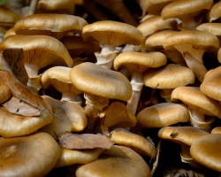 Apakah mungkin untuk makan jamur tiram mentah - manfaat dan kemungkinan kerusakan. Apa yang akan terjadi jika Anda makan jamur mentah jamur tiram?