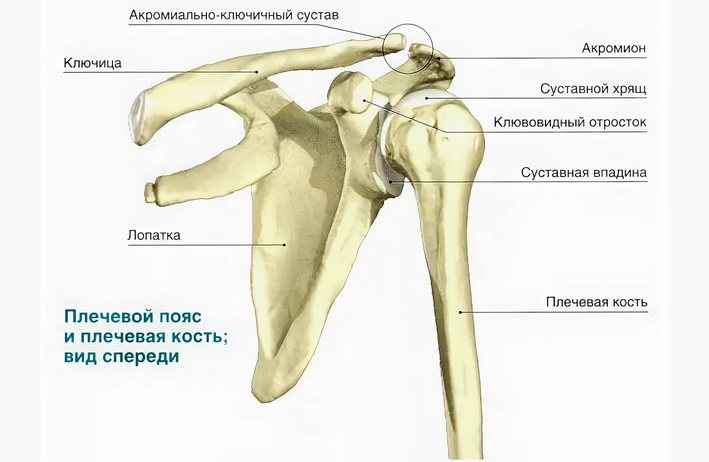 Строение плеча человека фото с описанием костей