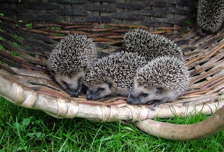 A dream in which there are a lot of hedgehogs, tells you to take a closer look at new acquaintances