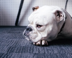 Morve, nez qui coule dans un chien: les causes et les méthodes de traitement d'un animal de compagnie