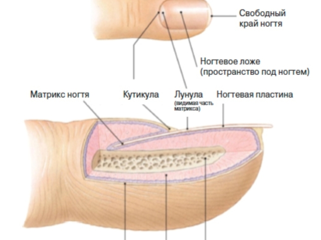 Строение ногтя человека на руках и ногах: схема. Анатомия, функции и особенности строения ногтевой пластины рук и ног человека