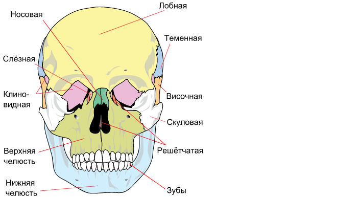 Анатомия — строение и функции черепа человека