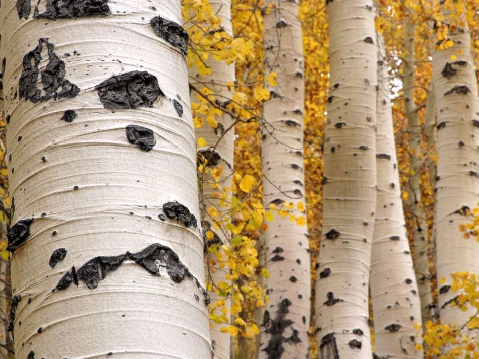 Birch grove - a source of soft energy for humans