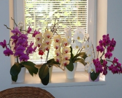 Kako zalivati \u200b\u200bsobno orhidejo med cvetenjem, pozimi, poleti, po nakupu, presaditvi, v loncu doma z jantarno kislino, česnovo vodo, gnojili in kako pogosto? Kako pogosto zalivati \u200b\u200borhideje Phalaenopsis?