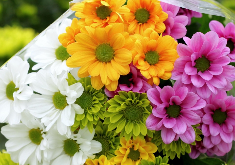 Chrysanthemums pour les femmes