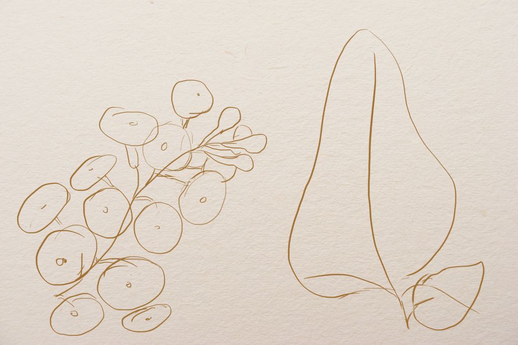 Comment dessiner une inflorescence