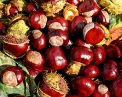 Horse Chestnut - Λουλούδια, φρούτα, φλούδα σπόρων: θεραπευτικές ιδιότητες, αντενδείξεις για γυναίκες και άνδρες, χρήση στη λαϊκή ιατρική και την κοσμεολογία. Βάγγιο, εκχύλισμα, αλοιφή, κρέμα, σταγόνες, κεριά, αφέψημα, τσάι καστανιάς αλόγου - Οδηγίες για χρήση