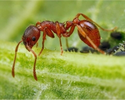 Formiche: specie, caratteristiche della struttura esterna e interna del corpo, riproduzione. Quante gambe, occhi hai? Cosa mangia una formica in natura, dove vive, quali benefici porta, quanto e dove vive? Come vive una famiglia di formiche? Quante volte una formica solleva più del suo peso?
