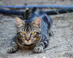 Was wird passieren, wenn die Katze oder Katze den Schnurrbart abschneiden: Konsequenzen. Werden die Katzen geschnittenen Schnurrbart wachsen?