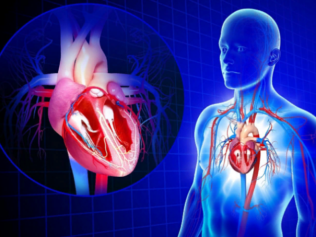 Анатомия — строение сердца человека: схема с подписями, фото, таблицы