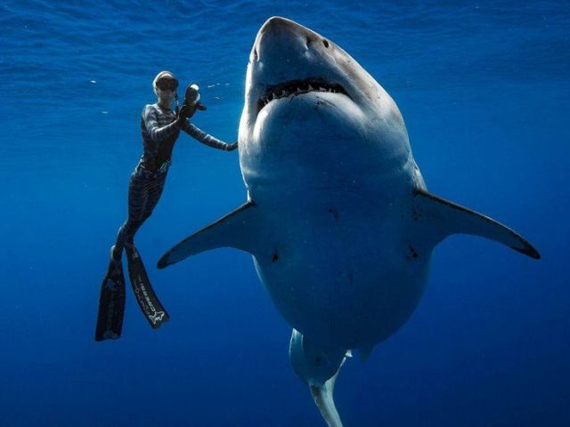Случаи нападения акул на людей: 15 историй выживших людей и свидетелей. Почему акулы нападают на людей и что делать в случае нападения акулы?