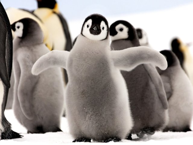 Why do the penguins do not fly - answers for children and adults