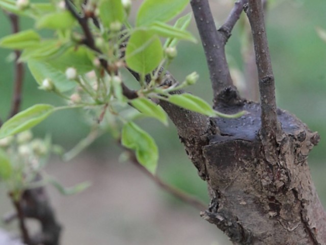 Morozoboins - kaj je to in kako se spoprijeti z njimi? Kako zdraviti sadna drevesa za zdravljenje sadnih dreves?