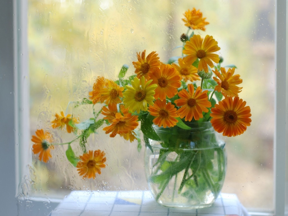 Gyönyörű körömvirágok egy vázában az ablakon