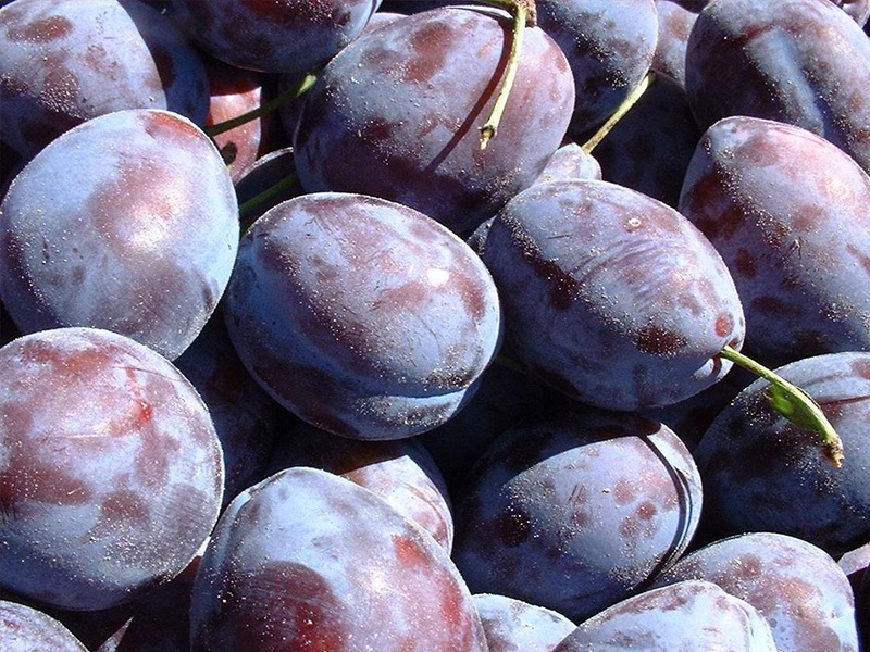 For drying, select whole, not rotten plums
