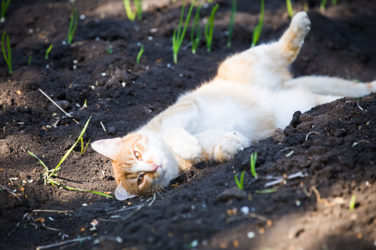 Коты любят поваляться на вскопанной земле