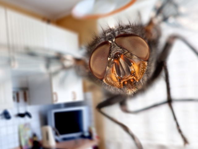 Comment se débarrasser des mouches dans un appartement, une maison privée, dans le pays, dans la grange? Revue des méthodes folkloriques et des produits chimiques des mouches
