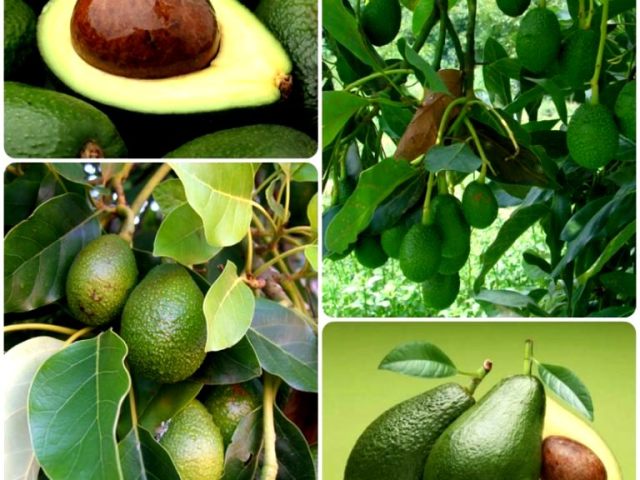 Avocado: Where is it growing, what is useful, how to grow at home, what to cook from it?