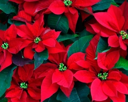 Flower Christmas star: home signs, home care