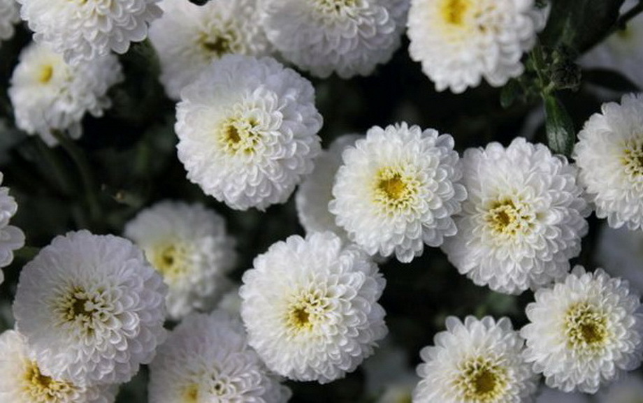Chrysanthemum pompeux blanc