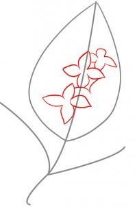 Nous commençons à dessiner des fleurs séparées à l'intérieur de l'inflorescence