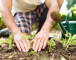 Vad kan inte matas med Ash? Vilka grönsaker, blommor kan inte befruktas med aska? Vad aska inte kan användas i trädgården: tips, recensioner