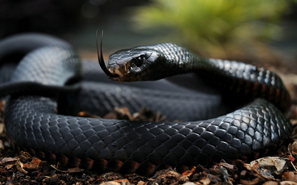 Черная мамба - змея, которая не знает жалости