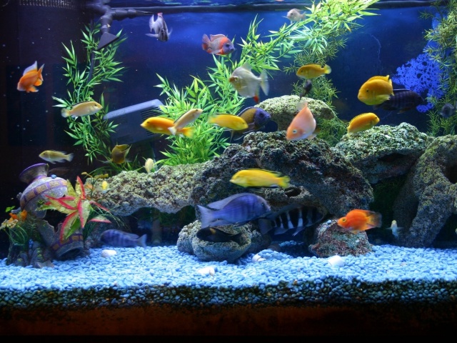 Come pulire un acquario con acqua fresca e salata: istruzioni. Come pulire l'acquario con l'aiuto di pesce, lumache, gamberi: un elenco di pesci, acquario di pulizia. Istruzioni per la pulizia del filtro dell'acquario