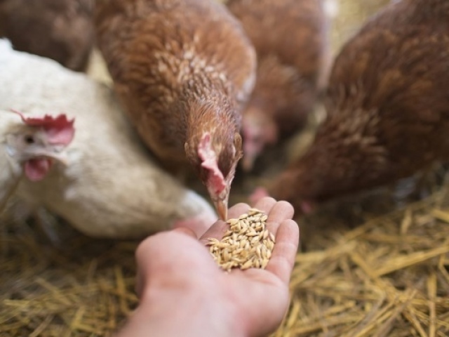 Kateri je najboljši način za nahranitev piščancev za proizvodnjo jajc poleti, zimo, pomlad, jesen? Kako ne morete nahraniti mrežnega piščanca?