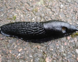 How to get rid of slugs in the house, cellar, basement with traps, lures and folk ways