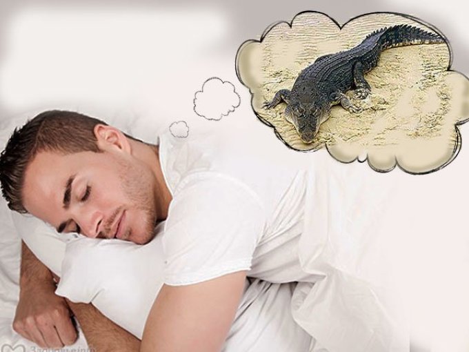 Крокодил во сне