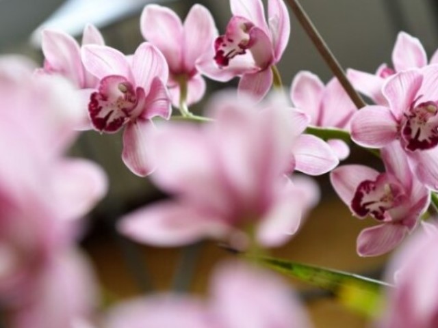 Как Цветет Орхидея В Домашних Условиях Фото