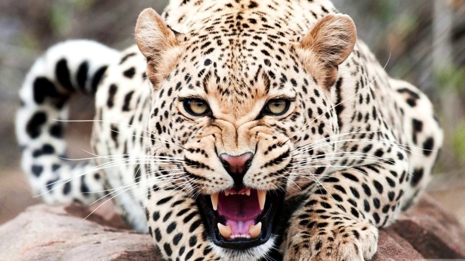 Leopard je totemska žival, imenovana po Olgi