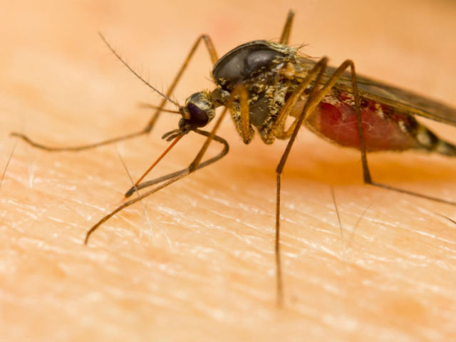 Penyediaan perawatan darurat pertama untuk reaksi alergi terhadap gigitan serangga, dengan edema, urtikaria. Bagaimana cara menghindari gigitan?
