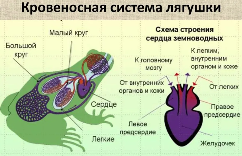 Сердце и кровеносная система земноводных животных
