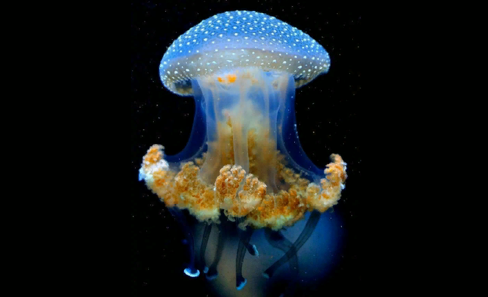 Jellyfish