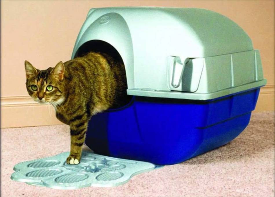 Закрытый лоток может ассоциироваться у кошки с переноской.
